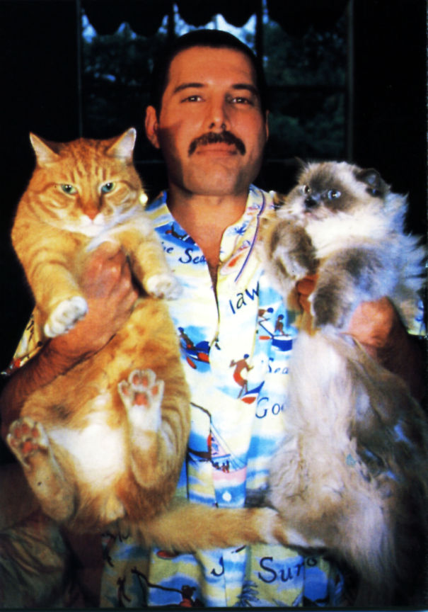 freddie-mercury-cats-5c6fb3e608ae2-jpeg__605